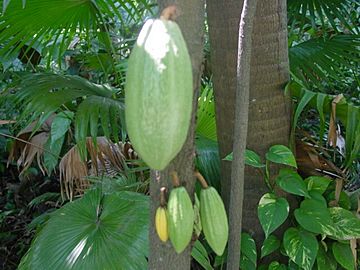 Theobroma cacao-frutos