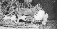 Archivo:Thylacine-chicken