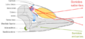 Toothed whale sound production español