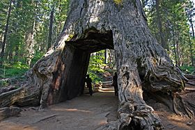 Tunnel tree in Tuolumne Grove.jpg