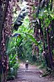 University of Puerto Rico Botanical Gardens 02