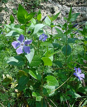 Archivo:Vinca major ruderal habitus in Italy