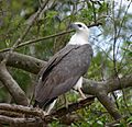 White Bellied Sea Eagle 070531b