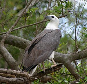 Archivo:White Bellied Sea Eagle 070531b