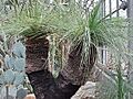 Xanthorrhoea preissii1