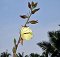 Abelmoschus manihot ssp tetraphyllus W IMG 2157