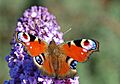 Aglais io - geograph.org.uk - 235513