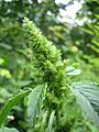 Amaranthus retroflexus flower1
