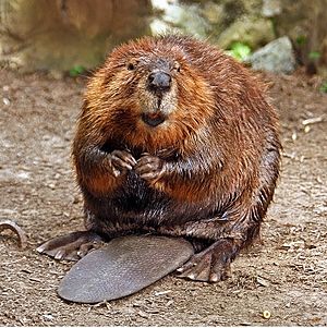 Archivo:American Beaver