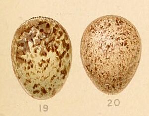 Archivo:AmmomanesPhoenicuraEggs