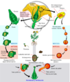 Angiosperm life cycle diagram-es