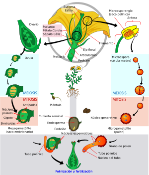 Archivo:Angiosperm life cycle diagram-es