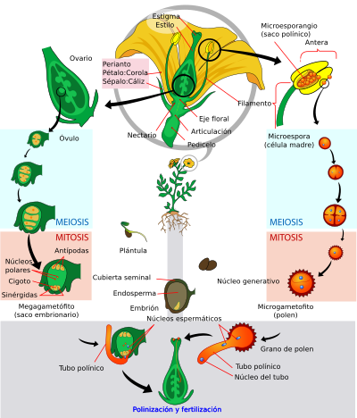 Archivo:Angiosperm life cycle diagram-es