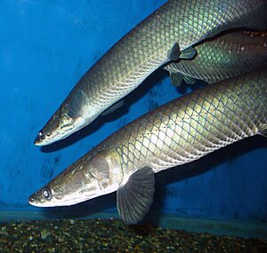 Archivo:Arapaima leptosoma 2009 G1