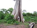 Arboldeltaamacurovenezuela