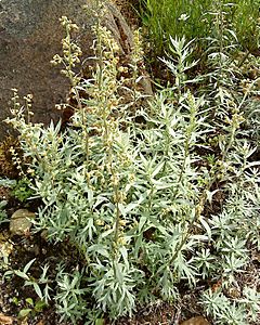 Archivo:Artemisia douglasiana 2