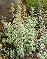 Artemisia douglasiana 2