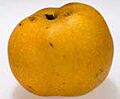Asian pear CDC