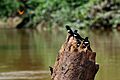 Atticora fasciata -Rio Tiputini, Yasuni National Park, Ecuador-8
