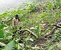 Bakweri cocoyam farmer from Cameroon