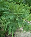 Bald Cypress Leaves 2000px