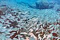 Banco de roncadores (Pomadasys incisus), franja marina Teno-Rasca, Tenerife, España, 2022-01-06, DD 51