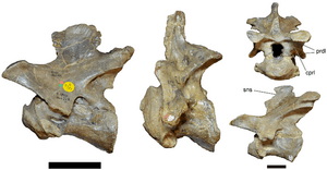 Archivo:Baryonyx neck vertebrae