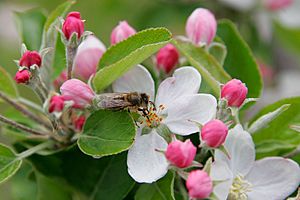 Archivo:Bee in apple blossom