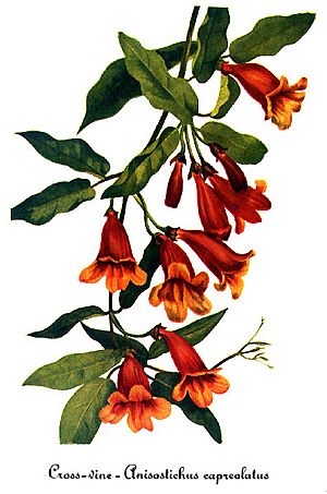 Archivo:Bignonia capreolata, by Mary Vaux Walcott