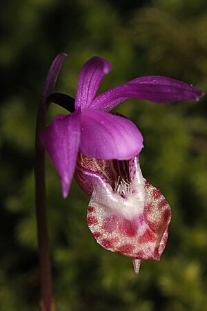 Archivo:Calypso bulbosa 5496