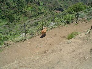 Archivo:Camino La Punta del Hidalgo