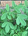 Chipilín (Crotalaria longirostrata)