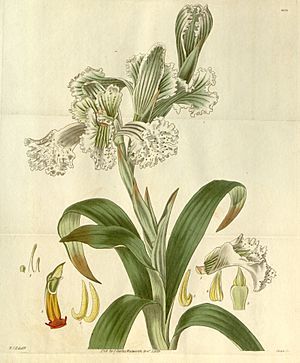 Archivo:Chloraea bletioides (as Ulantha grandiflora and Neottia grandiflora) - Curtis' 57 (N.S. 4) pl. 2956 (1829)