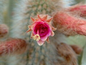 Archivo:Cleistocactus brokei (2944463946)