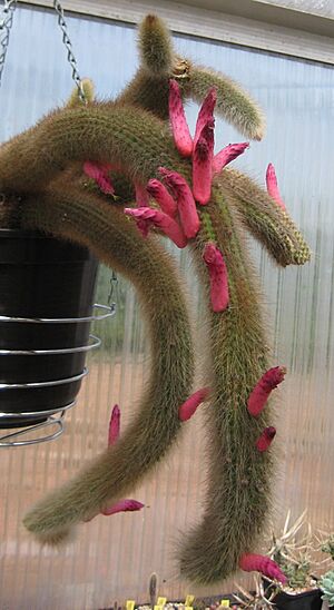 Archivo:Cleistocactus vulpis-cauda 01