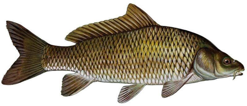 Common carp (white background)