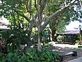 Courtyard at Hacienda Juanita