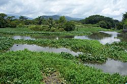 Desembocadura del río de Tela.JPG