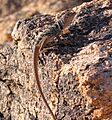 DesertCollardLizard
