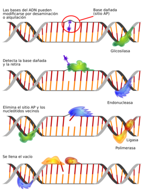 Archivo:Dna repair base excersion es