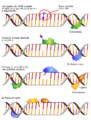 Dna repair base excersion es