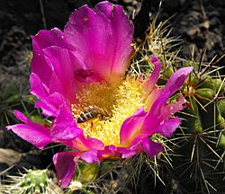 Archivo:Echinocereuscinerascens