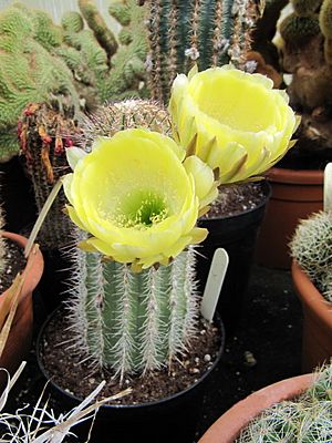 Archivo:Echinopsis haematantha