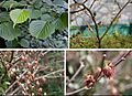 Euptelea polyandra compose