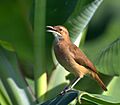 Flickr - Dario Sanches - JOÃO-DE-BARRO (Furnarius rufus) (3)