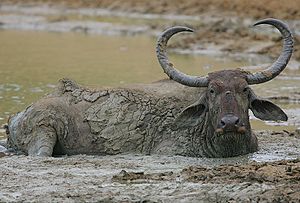 Archivo:Flickr - Rainbirder - Water Buffalo