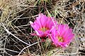 Flores de echinocereus