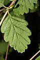 Holodiscus discolor 2989