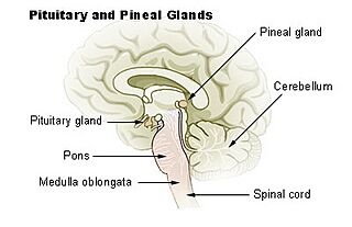 Illu pituitary pineal glands.jpg