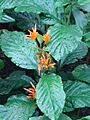 Justicia spicigera Lincoln Conservatory